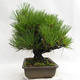 Outdoor bonsai - Pinus thunbergii Corticosa - sosna Thunberga VB2019-26712 - 4/5