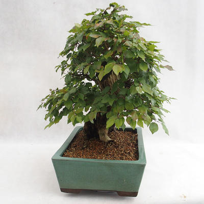 Outdoor bonsai - koreański grab - Carpinus carpinoides VB2019-26715 - 4