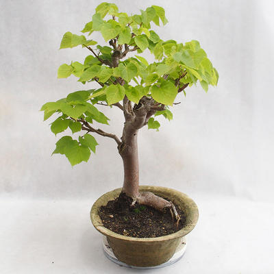Outdoor bonsai - Wapno w kształcie serca - Tilia cordata 404-VB2019-26717 - 4