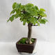 Outdoor bonsai - Wapno w kształcie serca - Tilia cordata 404-VB2019-26718 - 4/5