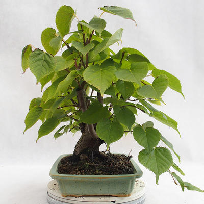 Outdoor bonsai - Wapno w kształcie serca - Tilia cordata 404-VB2019-26719 - 4
