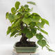 Outdoor bonsai - Wapno w kształcie serca - Tilia cordata 404-VB2019-26719 - 4/5