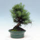 Kryty bonsai-Pinus halepensis-sosna Aleppo - 4/4