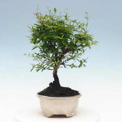Kryty bonsai-PUNICA granatum nana-Granat - 4