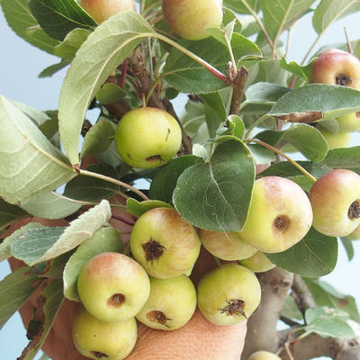 Outdoor bonsai - Malus halliana - Small Apple 408-VB2019-26765 - 4