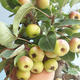 Outdoor bonsai - Malus halliana - Small Apple 408-VB2019-26765 - 4/4