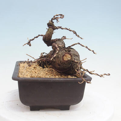 Outdoor bonsai -Larix decidua - modrzew - 4
