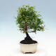 Kryty bonsai-PUNICA granatum nana-Granat - 4/6