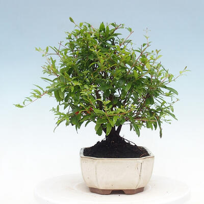 Kryty bonsai-PUNICA granatum nana-Granat - 4