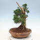 Outdoor bonsai - Juniperus chinensis - chiński jałowiec - 4/6