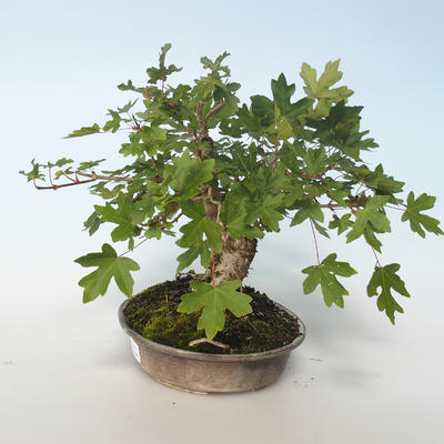 Outdoor bonsai-Acer campestre-Maple Babyb 408-VB2019-26807 - 4