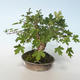 Outdoor bonsai-Acer campestre-Maple Babyb 408-VB2019-26807 - 4/5