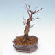 Outdoor bonsai - Klon palmatum DESHOJO - Klon japoński - 4/6