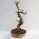 Outdoor bonsai - Pseudocydonia sinensis - pigwa chińska - 4/5