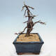 Outdoor bonsai -Larix decidua - modrzew - 4/5