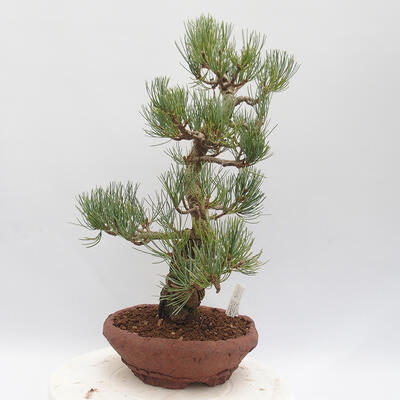 Outdoor bonsai - Pinus parviflora - Sosna biała - 4
