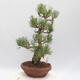 Outdoor bonsai - Pinus parviflora - Sosna biała - 4/4