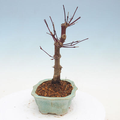 Outdoor bonsai - Klon palmatum DESHOJO - Klon japoński - 4