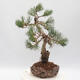 Outdoor bonsai - Pinus parviflora - Sosna biała - 4/4