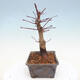 Outdoor bonsai - Klon palmatum DESHOJO - Klon japoński - 4/6