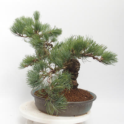 Outdoor bonsai - Pinus parviflora - Sosna biała - 4