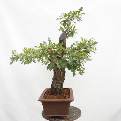 Bonsai zewnętrzne Quercus Cerris - Dąb Cer - 4
