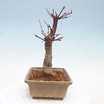 Outdoor bonsai - Klon palmatum DESHOJO - Klon japoński - 4
