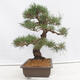 Bonsai ogrodowe - Pinus thunbergii - Sosna Thunberg - 4/5