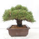 Bonsai ogrodowe - Pinus thunbergii - Sosna Thunberg - 4/4