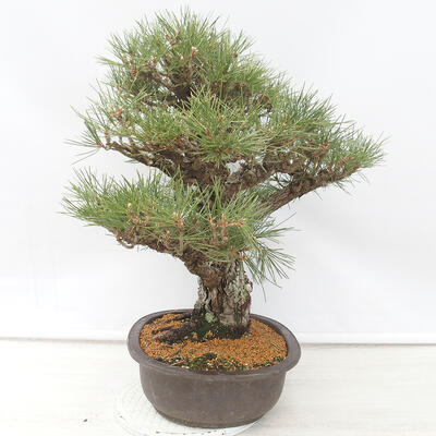 Bonsai ogrodowe - Pinus thunbergii - Sosna Thunberg - 4