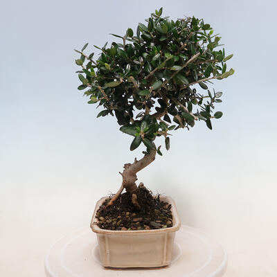 Bonsai do wnętrz - Olea europaea sylvestris - europejska oliwa drobnolistna - 4