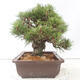 Bonsai ogrodowe - Pinus thunbergii - Sosna Thunberg - 4/4