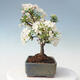 Outdoor bonsai - Malus sargentii - Jabłoń drobnoowocowa - 4/6