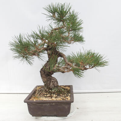Bonsai ogrodowe - Pinus thunbergii - Sosna Thunberg - 4