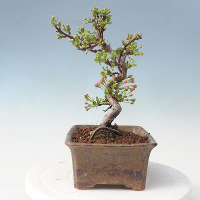 Outdoor bonsai - Malus sargentii - Jabłoń drobnoowocowa - 4