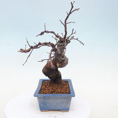Outdoor bonsai - Pseudocydonia sinensis - Pigwa chińska - 4