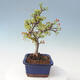 Outdoor bonsai - Malus sargentii - Jabłoń drobnoowocowa - 4/6