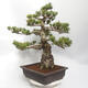 Outdoor bonsai - Pinus parviflora - Sosna biała - 4/5