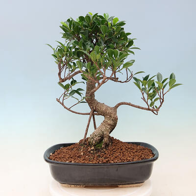 Kryty bonsai - Ficus kimmen - figowiec drobnolistny - 4