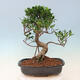Kryty bonsai - Ficus kimmen - figowiec drobnolistny - 4/5
