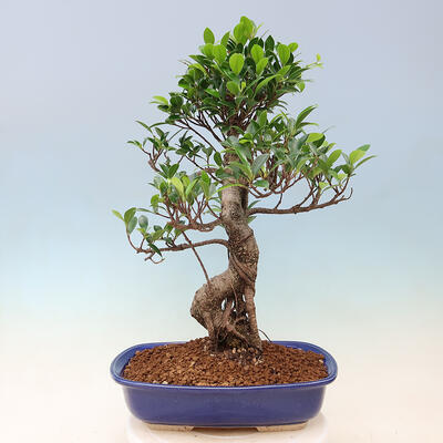 Kryty bonsai - Ficus kimmen - figowiec drobnolistny - 4
