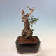 Kryte bonsai - Olea europaea sylvestris - Europejska oliwa z małych liści - 4/7