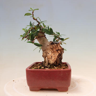 Kryte bonsai - Olea europaea sylvestris - Europejska oliwa z małych liści - 4