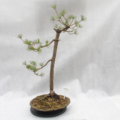 Outdoor bonsai lasu -Borovice - Pinus sylvestris - 4