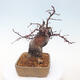 Outdoor bonsai - Pseudocydonia sinensis - Pigwa chińska - 4/7