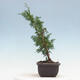 Outdoor bonsai - Juniperus chinensis Itoigawa-jałowiec chiński - 4/4