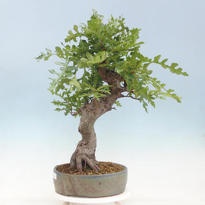 Freilandbonsai Quercus Cerris - Eiche Cer - 4