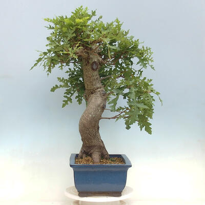 Freilandbonsai Quercus Cerris - Eiche Cer - 4