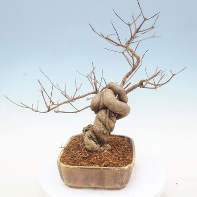 Outdoor bonsai - piękny Callicarpa - 4