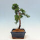 Outdoor bonsai - Juniperus chinensis Kishu-Chinese Juniper - 4/4